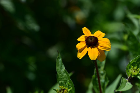 Rudbeckia flower in the garden on a sunny day.の写真素材