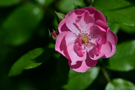 Pink rose flower in the garden on a background of green leaves.の写真素材