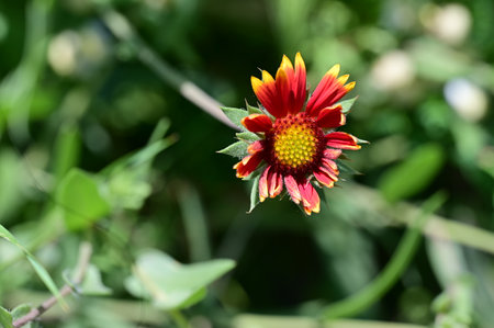 Gaillardia pulchella flower in the garden,Thailandの写真素材