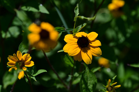 Rudbeckia fulgida, commonly known as black eyed susan, is a species of flowering plant in the family Asteraceae.の写真素材
