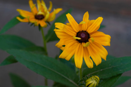 Rudbeckia fulgida (Black-eyed Susan)の写真素材