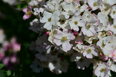 Beautiful pink and white flowers in the garden on a sunny dayの写真素材