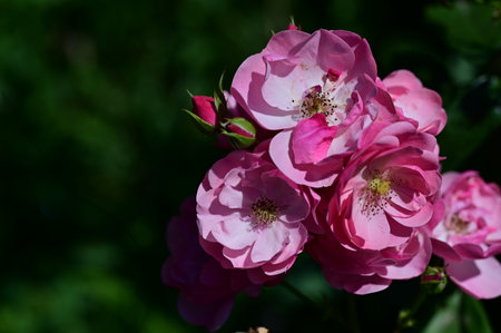 Beautiful pink roses in the garden on a sunny summer day.の写真素材
