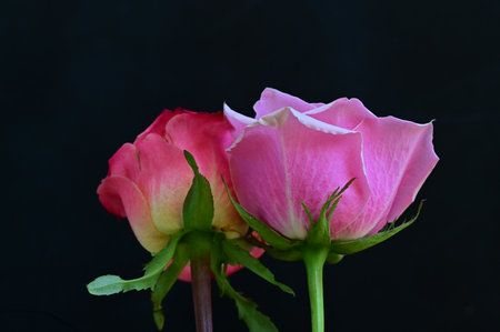 pink and white rose isolated on black background, valentineの写真素材