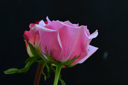 pink and white rose on a black background, close-upの写真素材