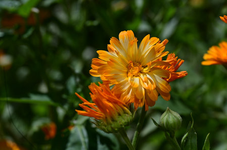 Calendula officinalisgold, Calendula officinalisの写真素材