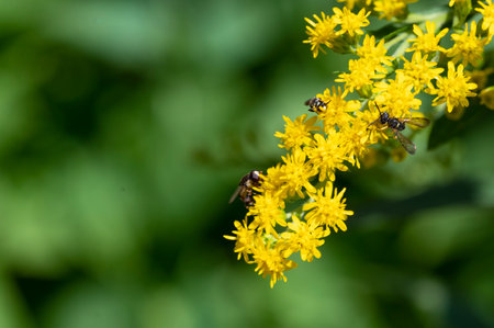 Bee on Goldenrod flower in nature. Macro photo of bee and yellow flowers.の写真素材