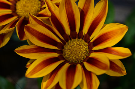 Gazania rigens is a species of flowering plant in the genus Gazania.の写真素材