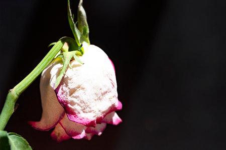 White rose with pink petals on a black background, close upの写真素材