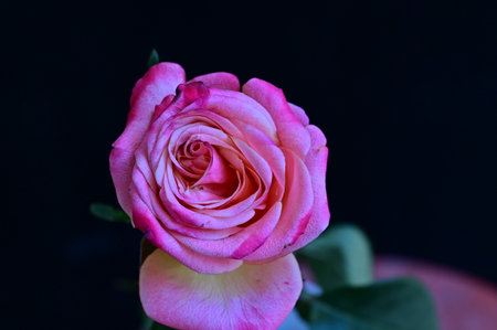 Beautiful pink rose on black background. Shallow depth of field.の写真素材