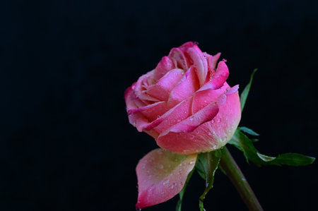 Pink rose on a black background with water droplets on the petalsの写真素材