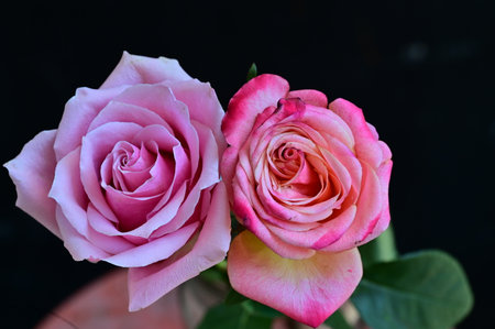 pink and white roses on black background, closeup of photoの写真素材