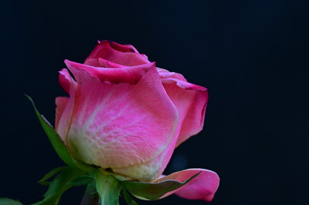 Beautiful pink rose on black background, close-up, selective focusの写真素材