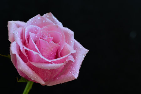 Beautiful pink rose with water drops on black background, close upの写真素材