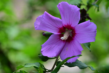 Hibiscus syriacus, also known as Chinese hibiscus.の写真素材