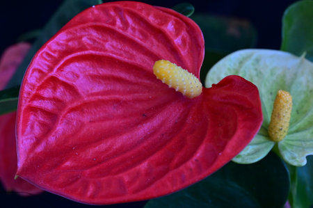 Close up of anthurium flower, anthurium flower.の写真素材