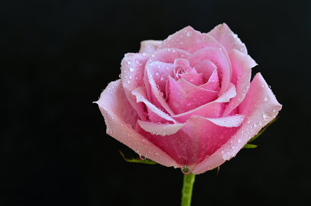 Beautiful pink rose with water drops on black background, closeupの写真素材