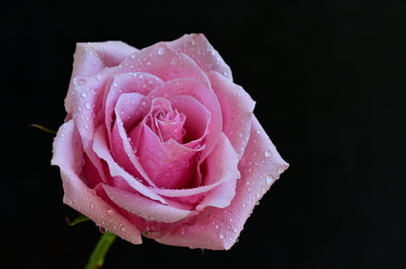 pink rose with water droplets on black background, close upの写真素材