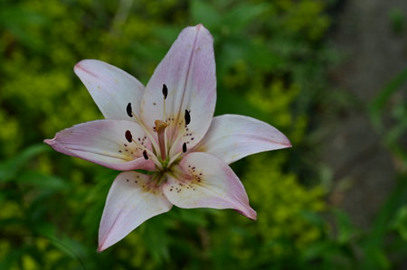 pink lily in the garden with green leaves in the backgroundの写真素材