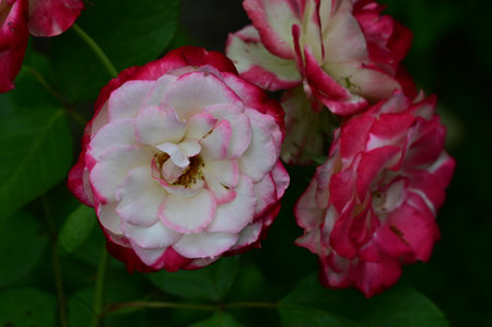 Pink and white roses in the garden, close-up shot.の写真素材