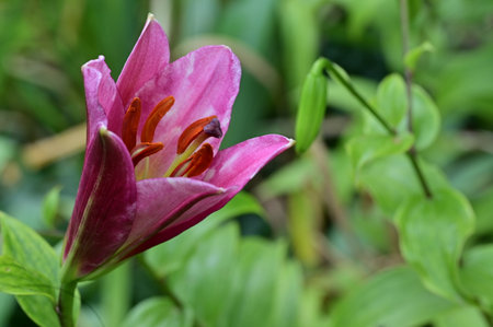 Pink lily flower in the garden on a background of green leavesの写真素材