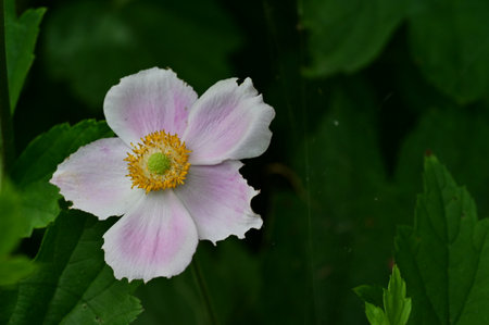 Japanese anemone (Anemone japonica) in bloomの写真素材