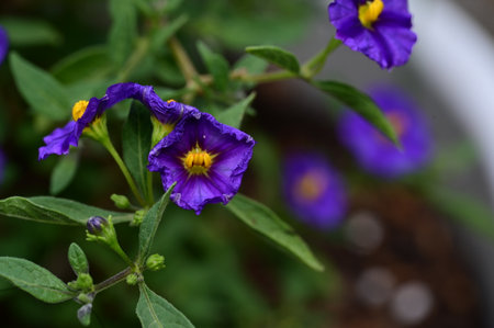 Purple and yellow flowers in the garden. Close up. Selective focus.の写真素材