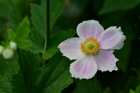 Anemone japonica, Japanese anemone, Japanese anemoneの写真素材