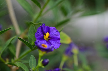 Purple flower in the garden with blurred background. (Scientific name)の写真素材