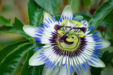 Passion fruit flower, Passiflora caeruleaの写真素材