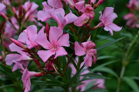 Pink oleander flowers blooming in the garden on a summer dayの写真素材