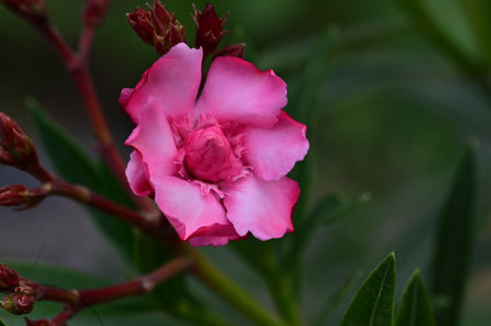 Pink oleander flower blooming in the garden on blurred backgroundの写真素材