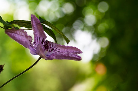 Purple clematis flower on a green background in the forestの写真素材