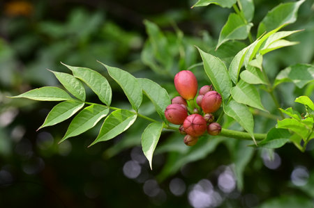 Tropical fruit of red trumpet vine (Prunus spinosa)の写真素材