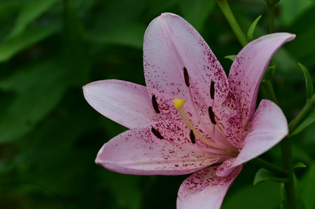 pink lily in the garden on a background of green leavesの写真素材