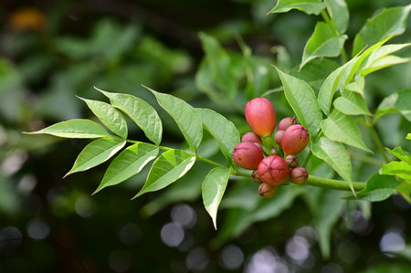 Close up of red flower and green leaf on tree in the gardenの写真素材