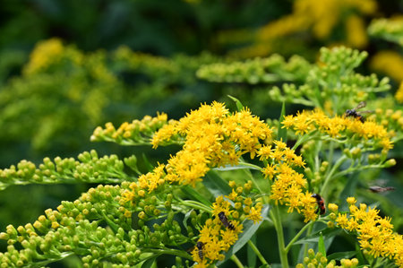 Solidago, commonly called goldenrod, is a species of flowering plant in the family Asteraceae.の写真素材
