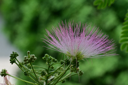 Flowering Mimosa pudica, commonly known as Persian silk or silk tree.の写真素材