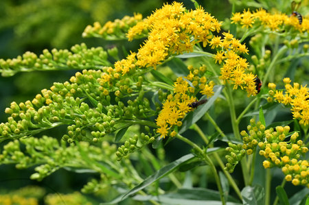 Solidago, commonly known as goldenrod, is a species of flowering plant in the family Solidago.の写真素材