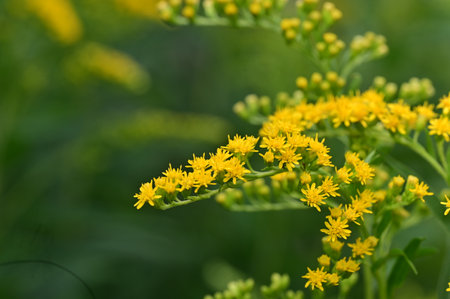 Solidago, commonly called goldenrod, is a species of flowering plant in the family Asteraceae.の写真素材