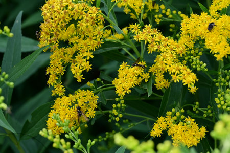 Solidago, commonly called goldenrod, is a species of flowering plant in the family Solidago.の写真素材