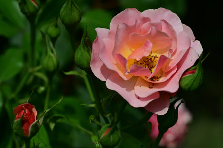Beautiful pink rose in the garden, close-up, selective focusの写真素材
