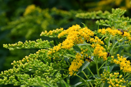 Solidago, commonly called goldenrod, is a species of flowering plant in the family Asteraceae.の写真素材