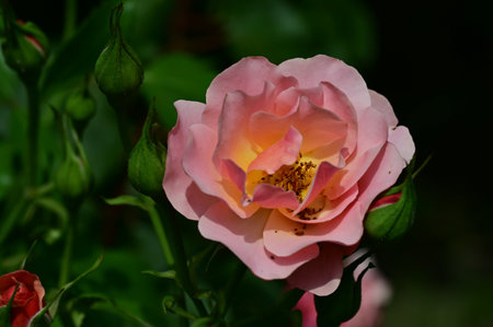 Beautiful pink rose blooming in the garden on a summer dayの写真素材