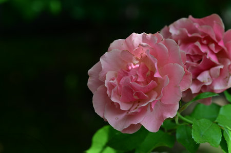 Beautiful pink rose with green leaves in the garden on a sunny dayの写真素材
