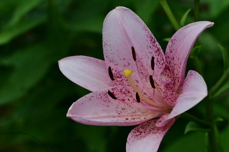 Pink lily flower with green leaves in the garden, close upの写真素材