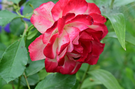 Red and white rose with green leaves on a background of blue flowersの写真素材