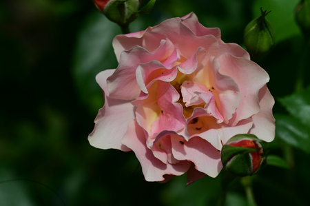 Beautiful pink rose in the garden on a sunny summer day.の写真素材
