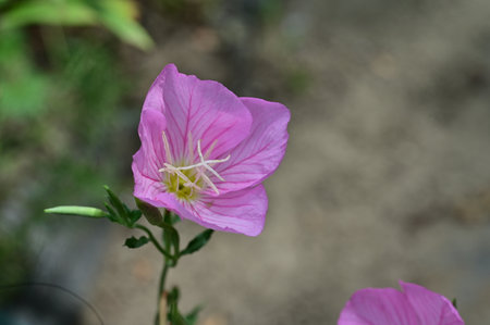 Pink Evening Primrose (Oenothera speciosa) flowerの写真素材