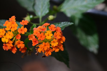 Orange Lantana camara flower blooming in the garden.の写真素材